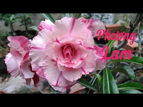 🌺Hoa sứ Phương Lam | new Adenium