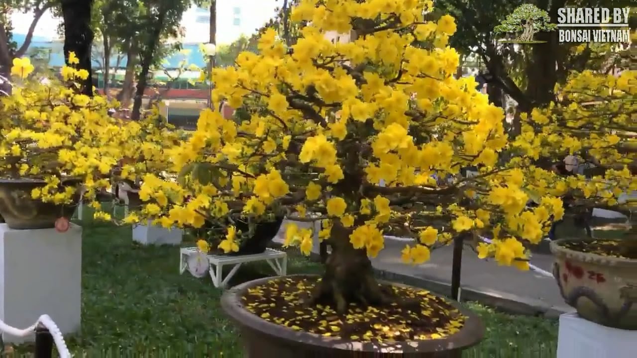 Hội Chợ Mai kiểng lớn nhất Việt Nam | Ochna integerrima bonsai show