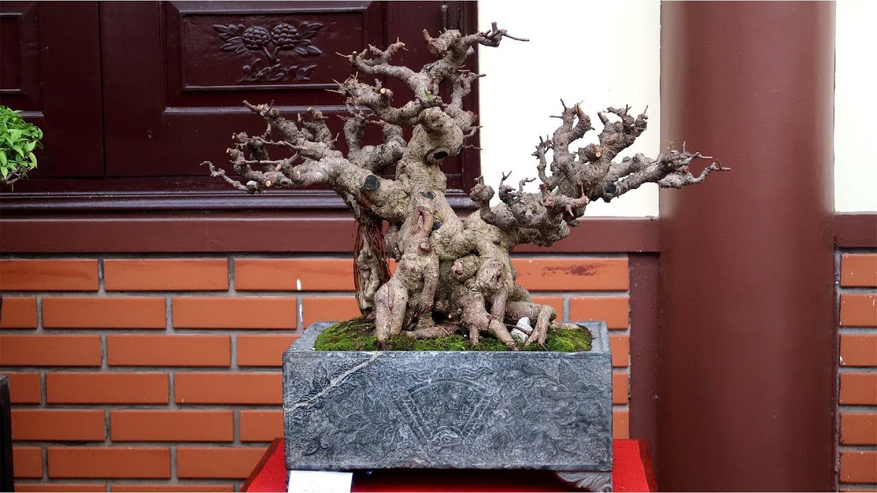 Hỏi giá cho các bác dàn bonsai mini dễ chơi, giá rẻ giật mình