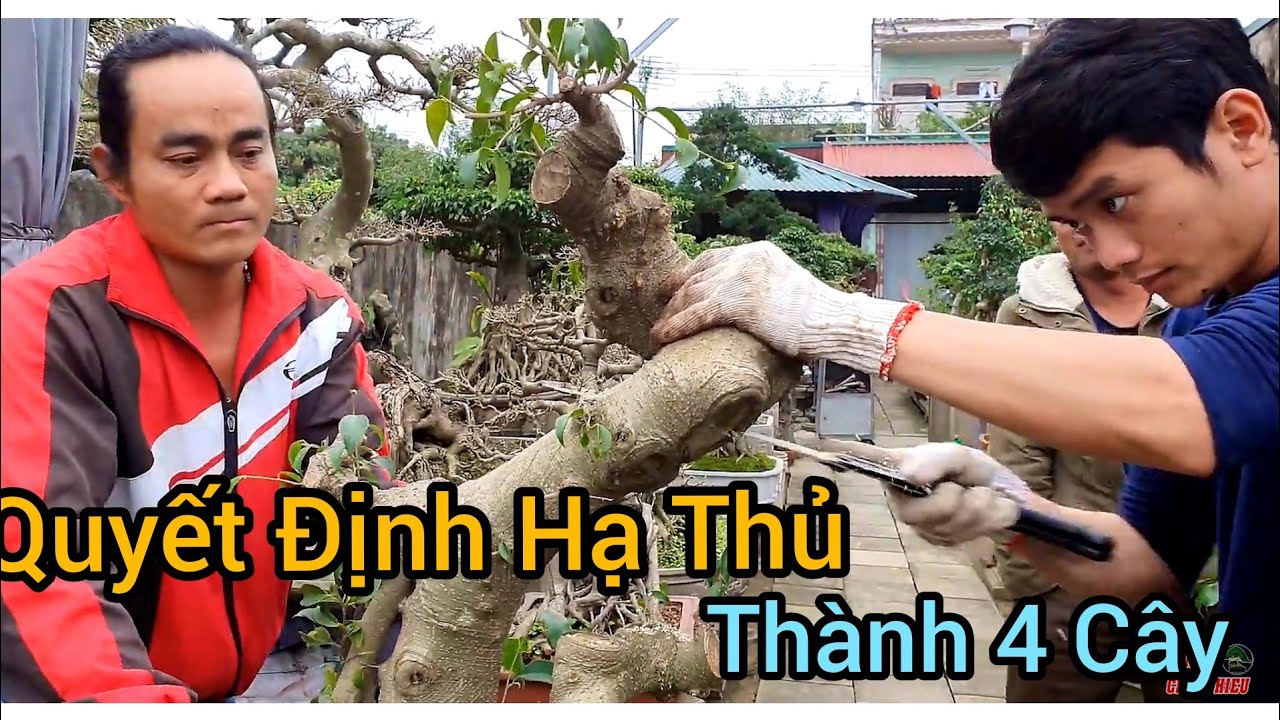 Hội ý và quyết định hạ thủ cây sanh thành 4 cây. Mời quý vị tham khảo nhé!