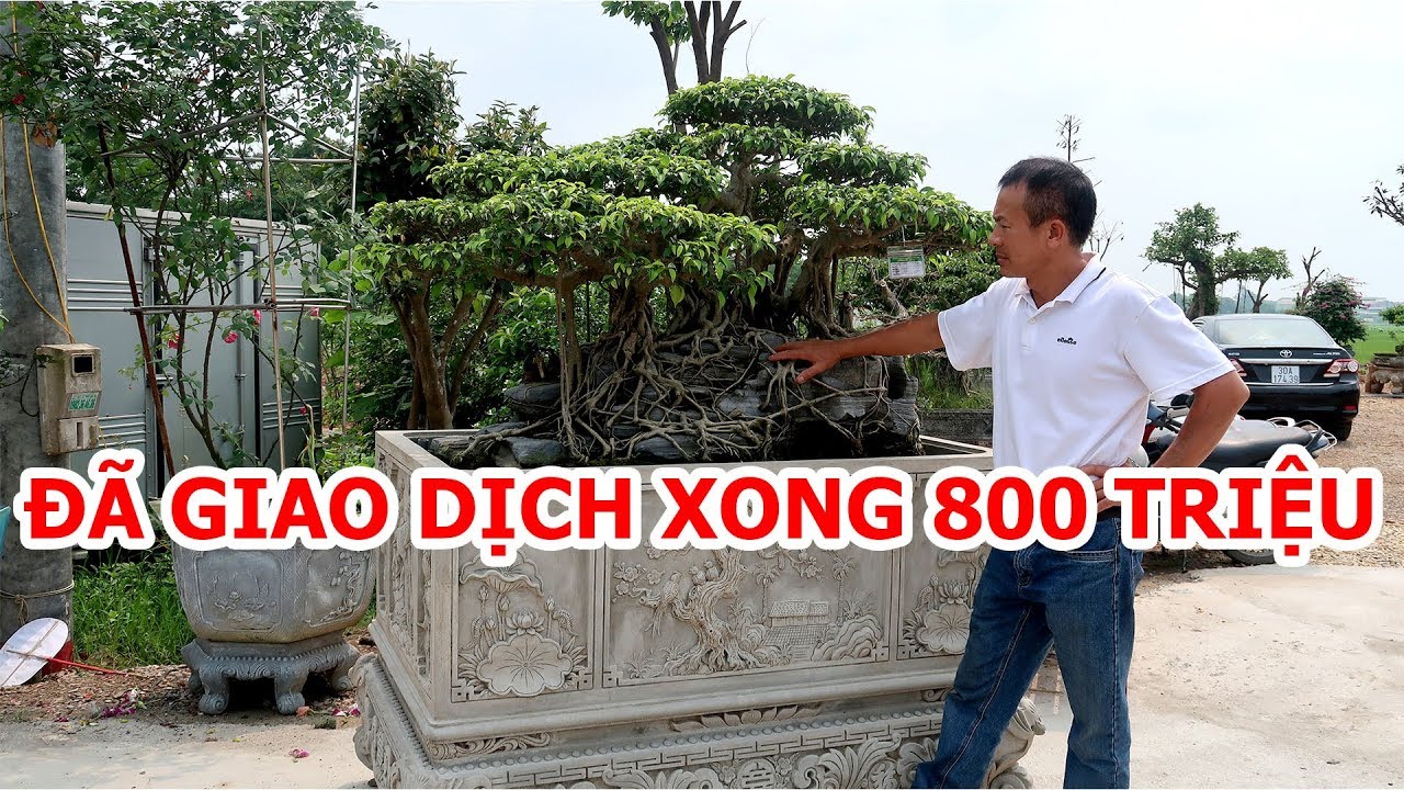 Hôm nay đi Đông Anh Hà Nội xem cây, phát hiện cuộc giao dịch 800 triệu