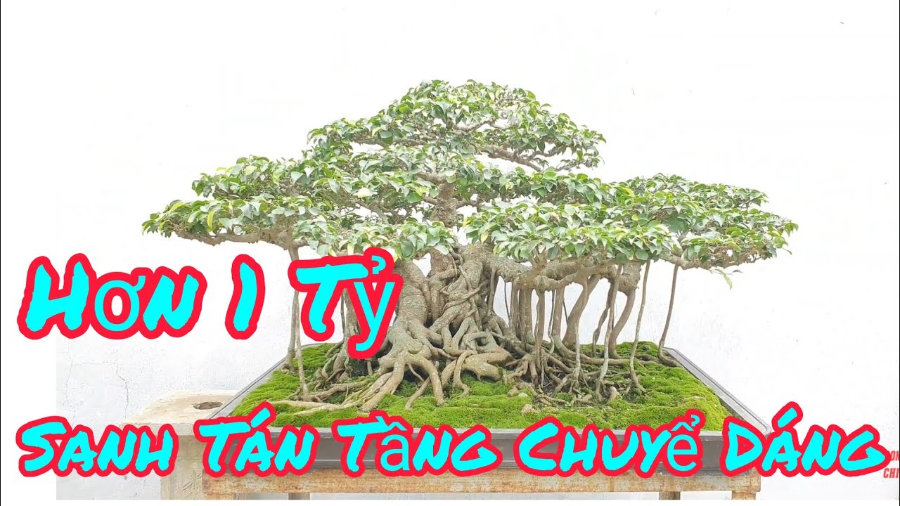 Hơn 1 tỷ tp sanh tán tầng chuyển dáng và gần 200 tp Sy ôm chậu rất độc đáo.