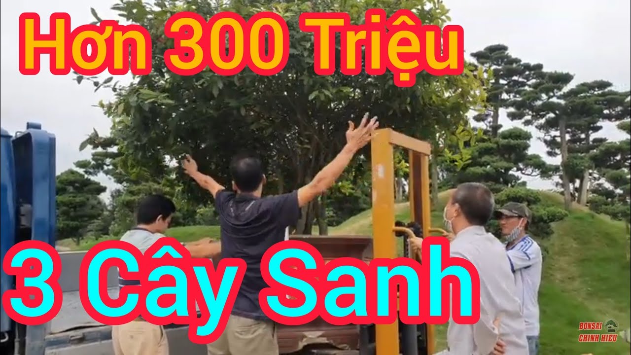 Hơn 300 triệu là số tiền 3 Phôi Sanh khủng mà anh Tuấn đã giao dịch cho anh Long đến từ Nam Định.