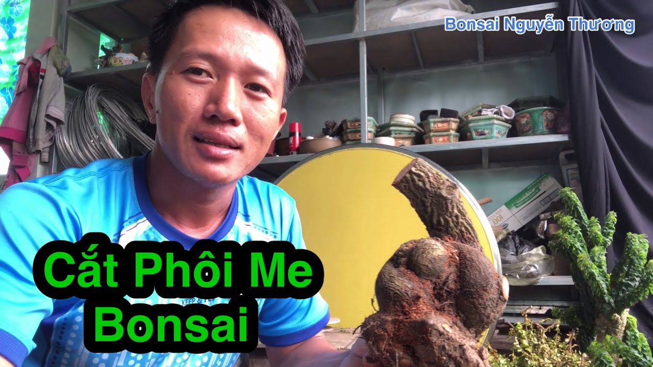 Hướng Dẫn Cách Sử Lý Phôi Me Bonsai.