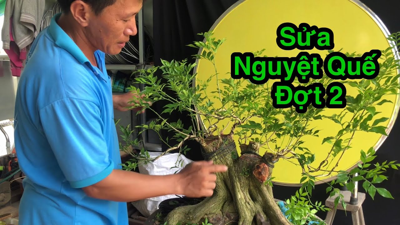 Hướng Dẫn Cách Sửa Nguyệt Quế Bonsai Đợt 2.