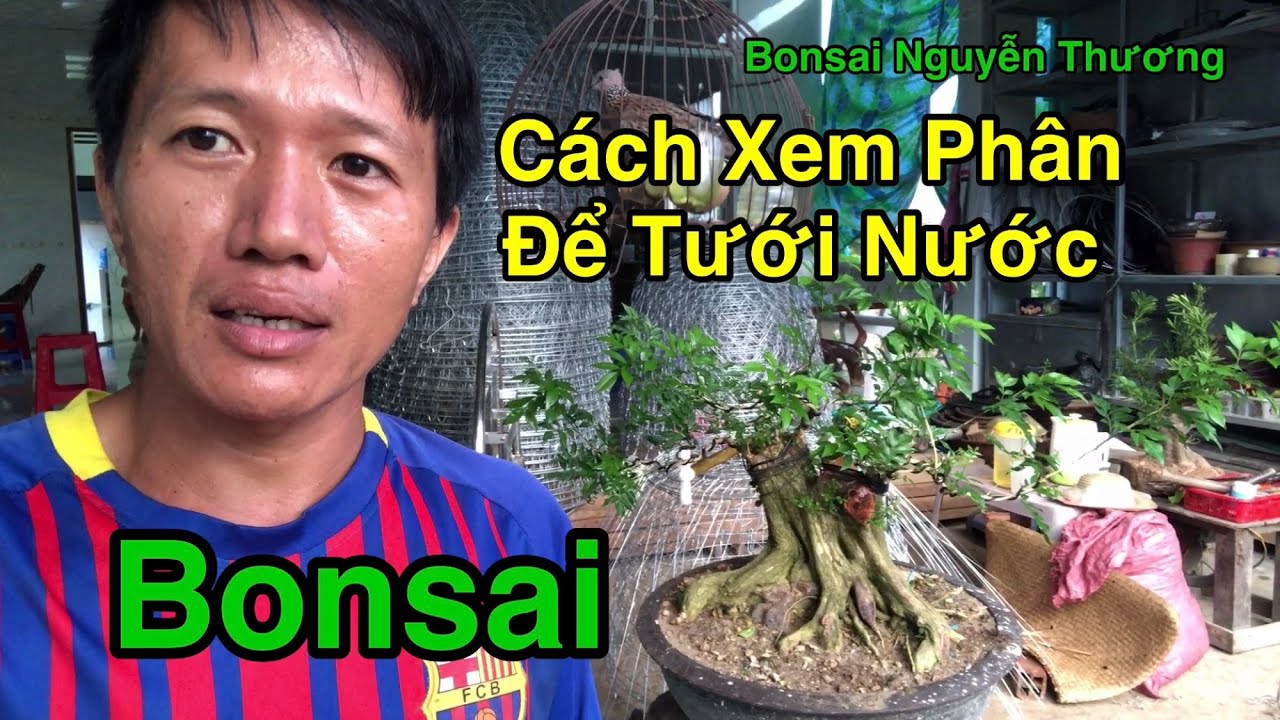 Hướng Dẫn Canh Lượng Nước Tưới Kiễng Bonsai.