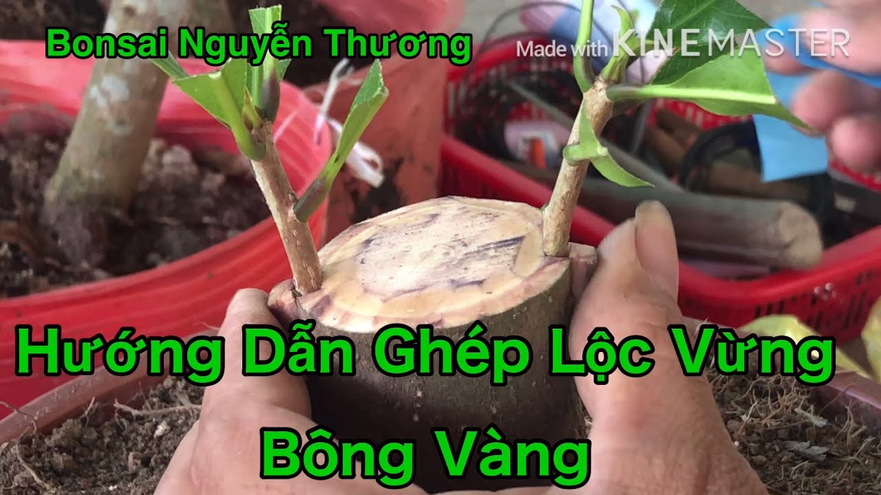 Hướng Dẫn Ghép Lộc Vừng Bông Vàng.