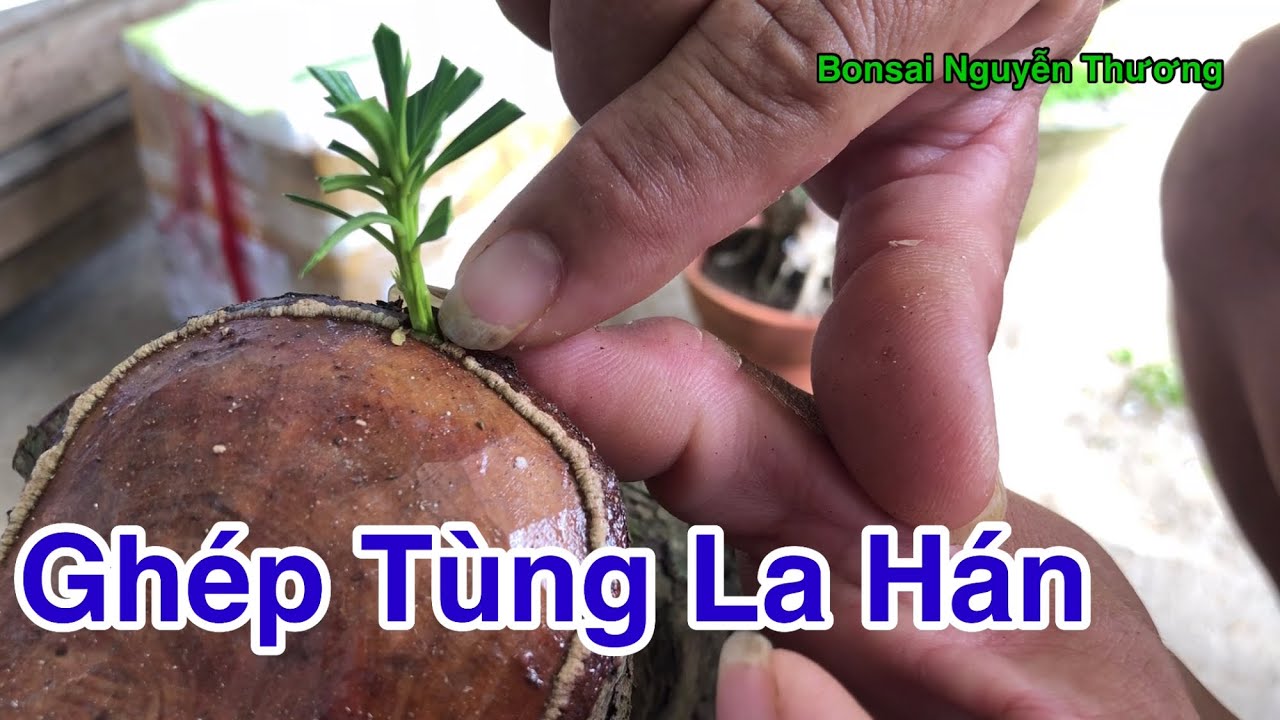 Hướng Dẫn Ghép Tùng La Hán # Vạn Niên Tùng.