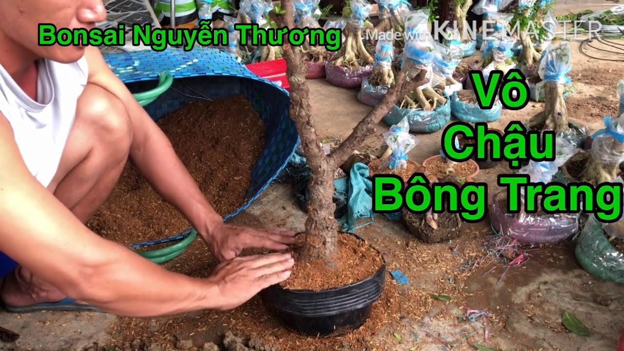 Hướng Dẫn Vô Chậu Trang Đỏ.