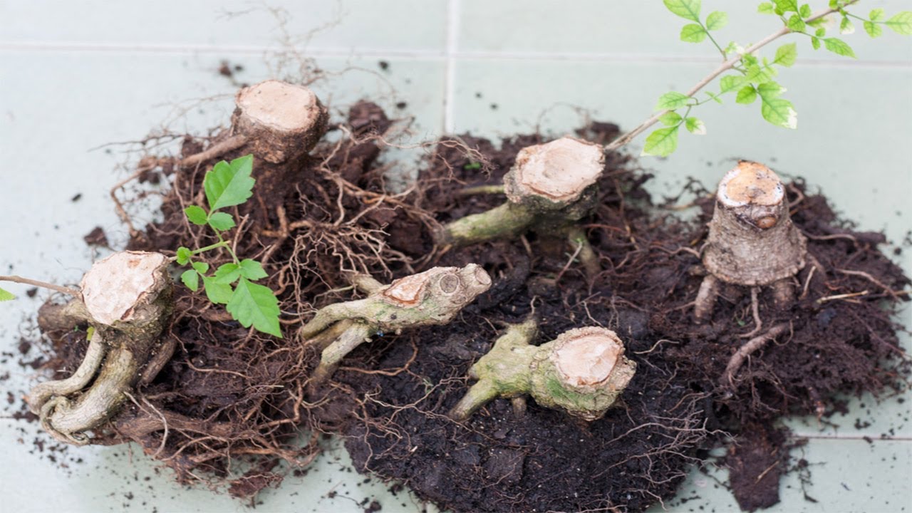 Hướng dẫn cách tạo một cây bonsai, How to make bonsai