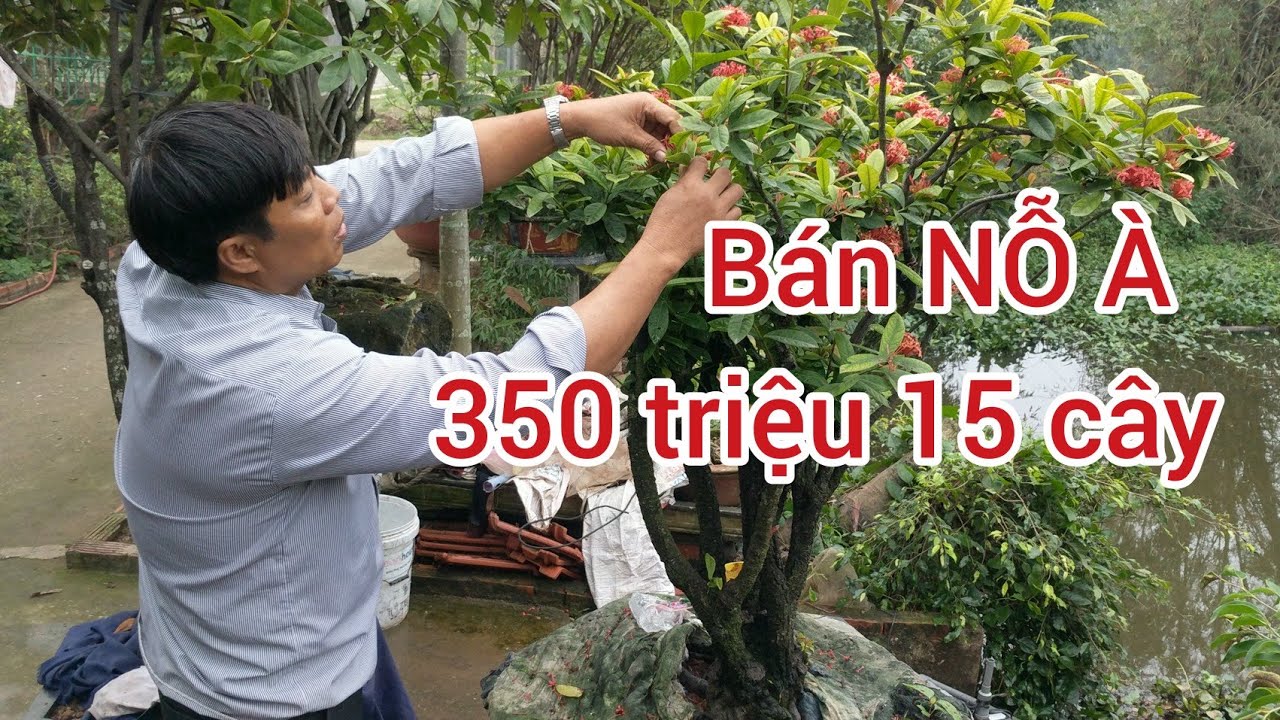 KHÁCH TRẢ 350 triệu 15 cây đơn khủng của THÚY BÉO vợ vẫn chưa cho bán QUYẾT THÂU TÓM MẪU ĐƠN