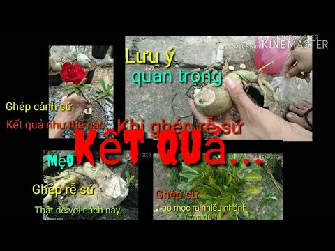 🌺Kết Quả Ghép Sứ Bằng Keo, Ngọn, Cành, Lá.......