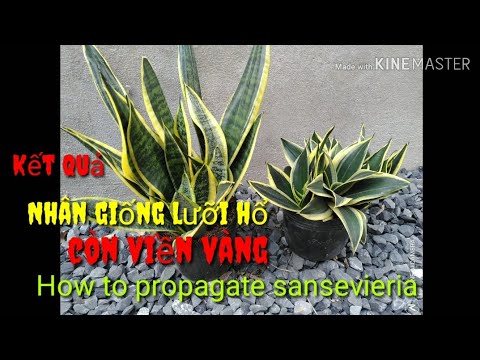 🌺Kết Quả Nhân Giống Lưỡi Hổ Còn Viền Vàng | How to propagate sansevieria