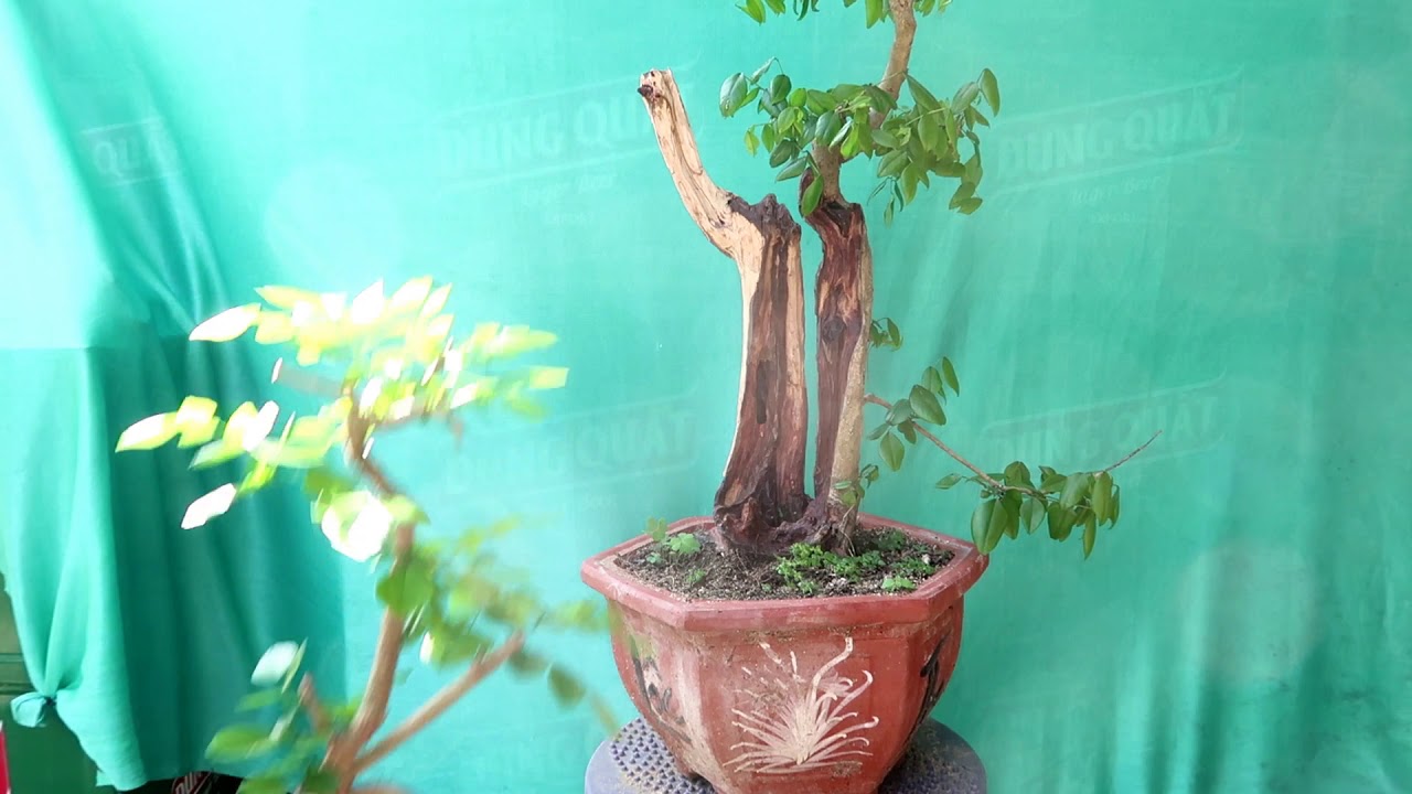 Khai xuân Đầu Năm Trắc dây mini để bàn mua 1 tặng 1 - bonsai mini - 5/2/20 zalo:0976288363