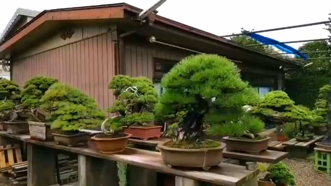 Khó rời mắt khỏi những tác phẩm Bonsai trong vườn nghệ nhân Kimura, Nhật Bản