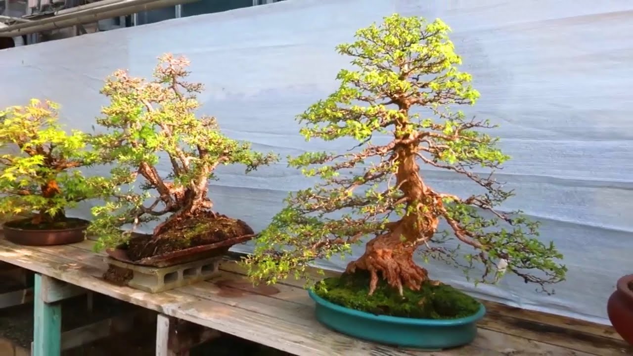 Không thể rời mắt trước vườn Bonsai tuyệt đẹp và đa dạng của nghệ nhân Châu Âu này