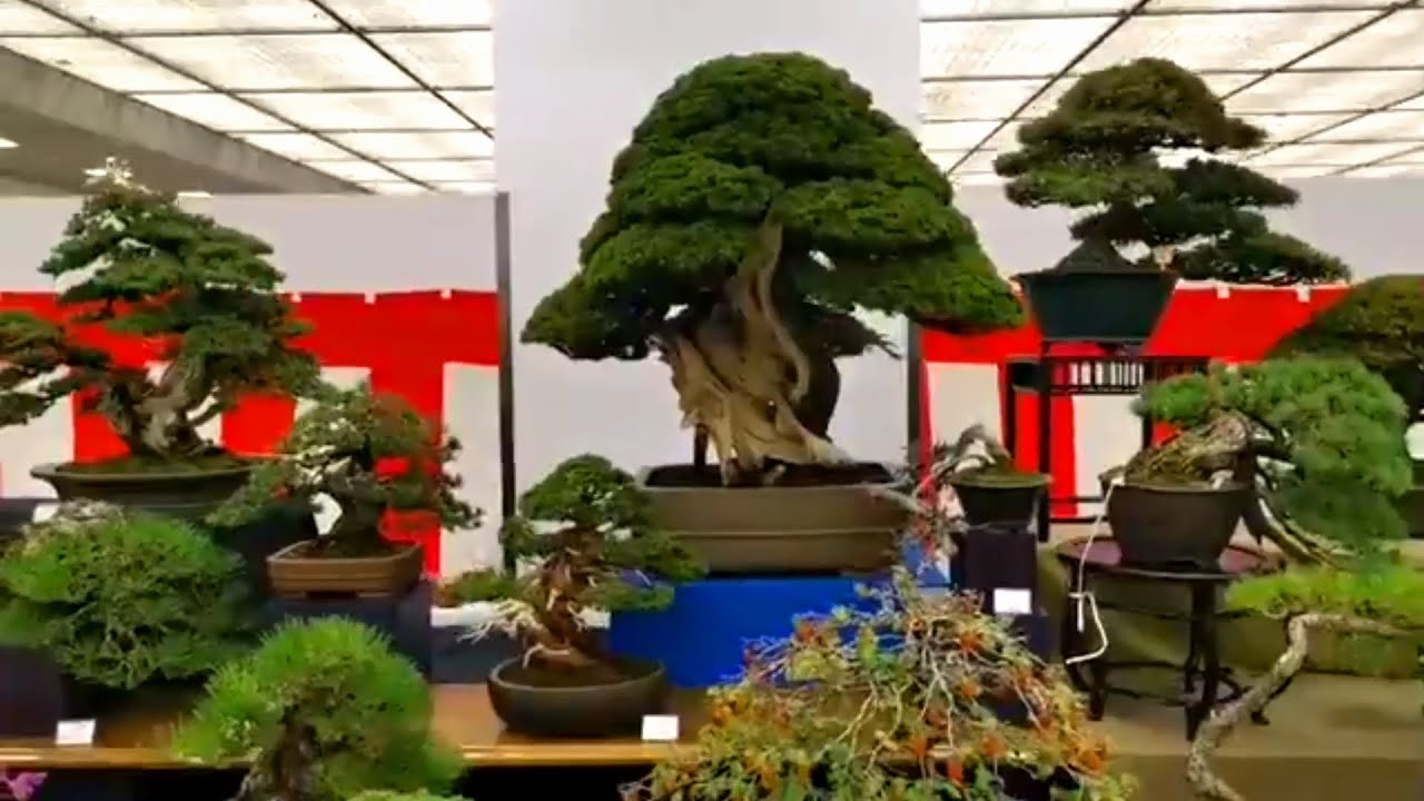 Khu người Nhật bán cây Bonsai, muốn có tất cả