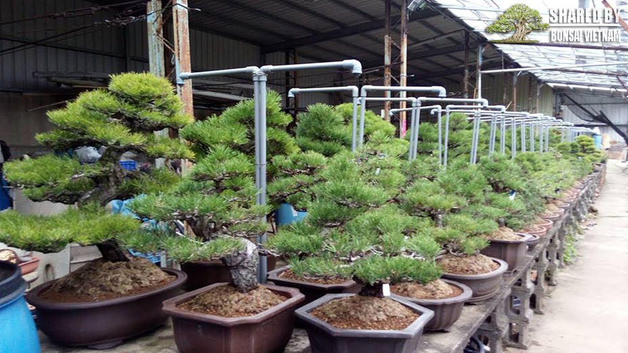 Khu vực trồng Thông đen Bonsai tại vườn Bonsai lớn nhất Đài Loan