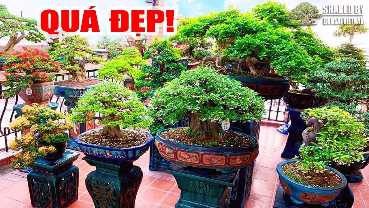 Khu vườn đẳng cấp của vợ chồng Doanh Nhân mê Bonsai