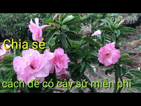 🌺 Khui Hộp Cây Sứ Được Tặng Miễn Phí [ Sứ Kỳ Duyên ]