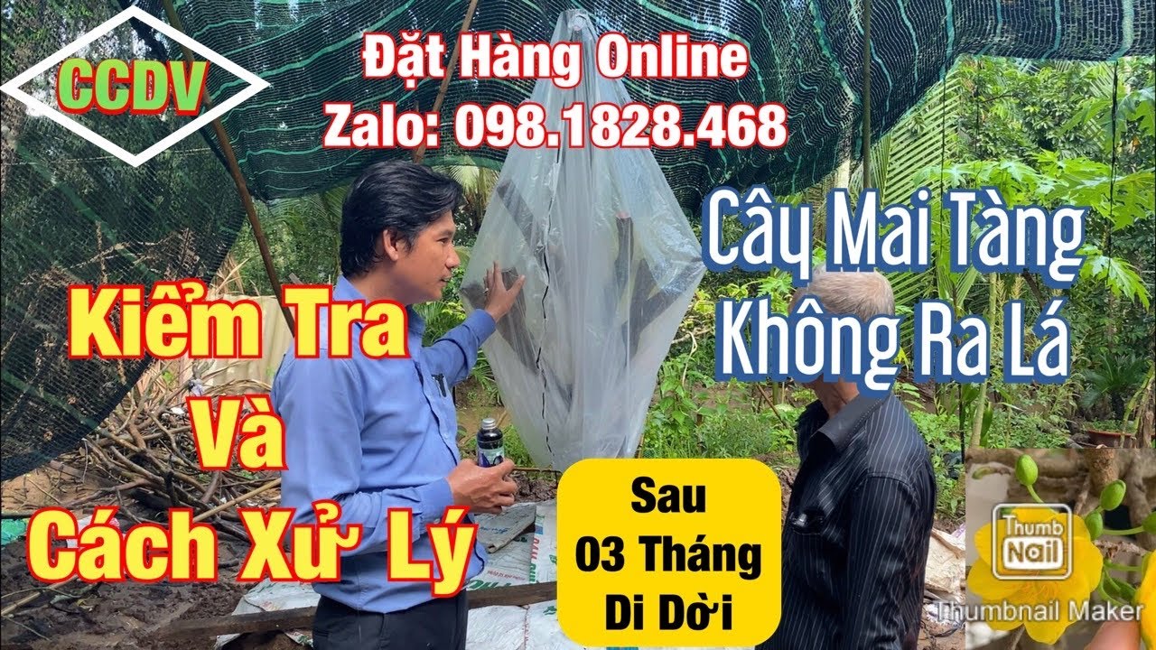 Kiểm Tra Cây Mai Tàng Lâu Năm Không Ra Lá Sau 03 Tháng Di Dời | H. Giồng Trôm _ T. Bến Tre ||CCDV.