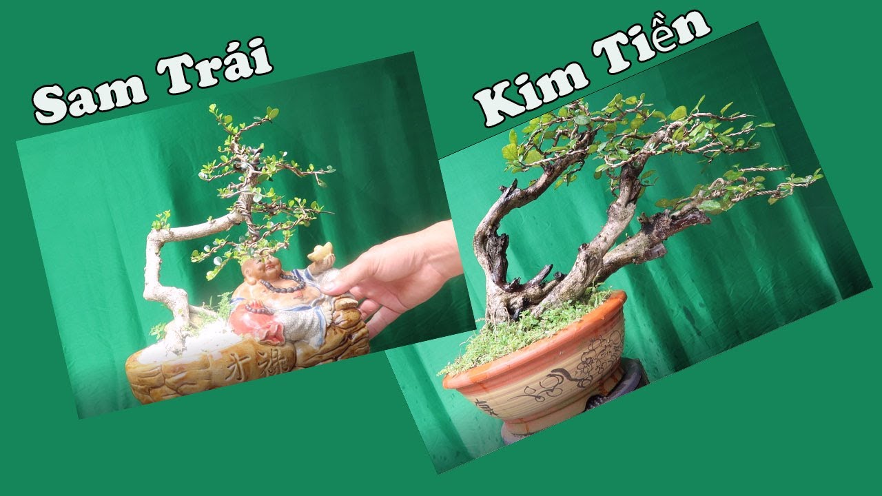 Kim Tiền,Sam Trái - BonSai MiNi Để Bàn 16/3 zalo:0976288363