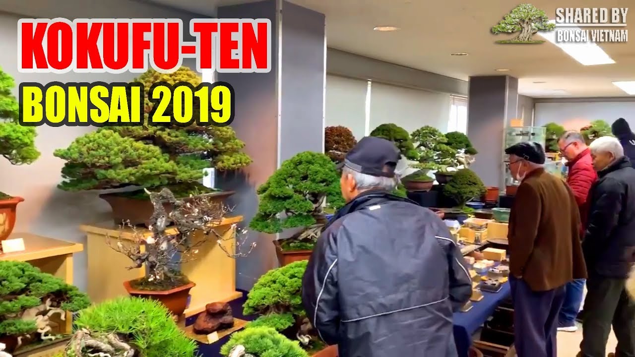 Kokufu-ten 2019 || 93rd Bonsai exhibition in Japan