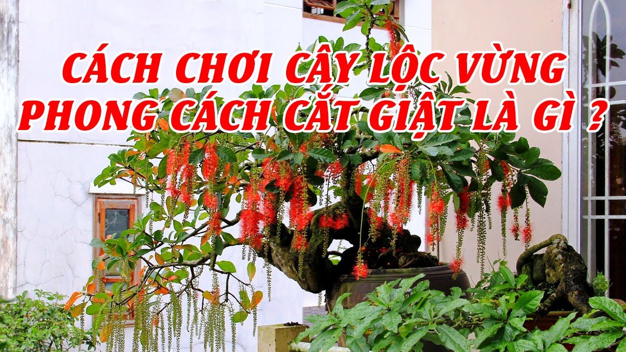 Kỹ thuật cắt giật trên cây lộc vừng - Technical jerky