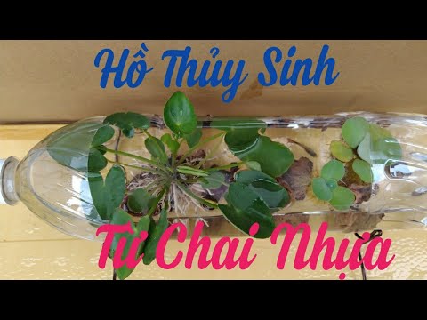 🐬Làm Hồ Thủy Sinh Mini | Making Mini Fish Tanks