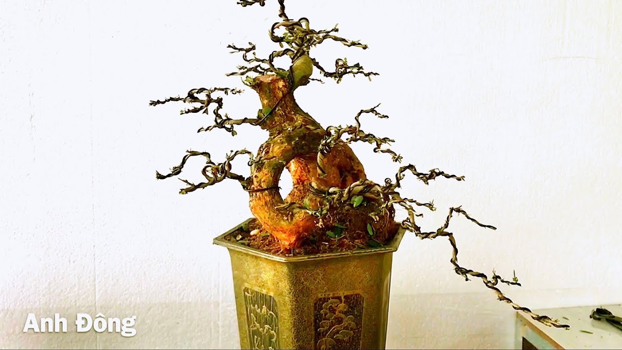 Làm cây bonsai bị lỗi