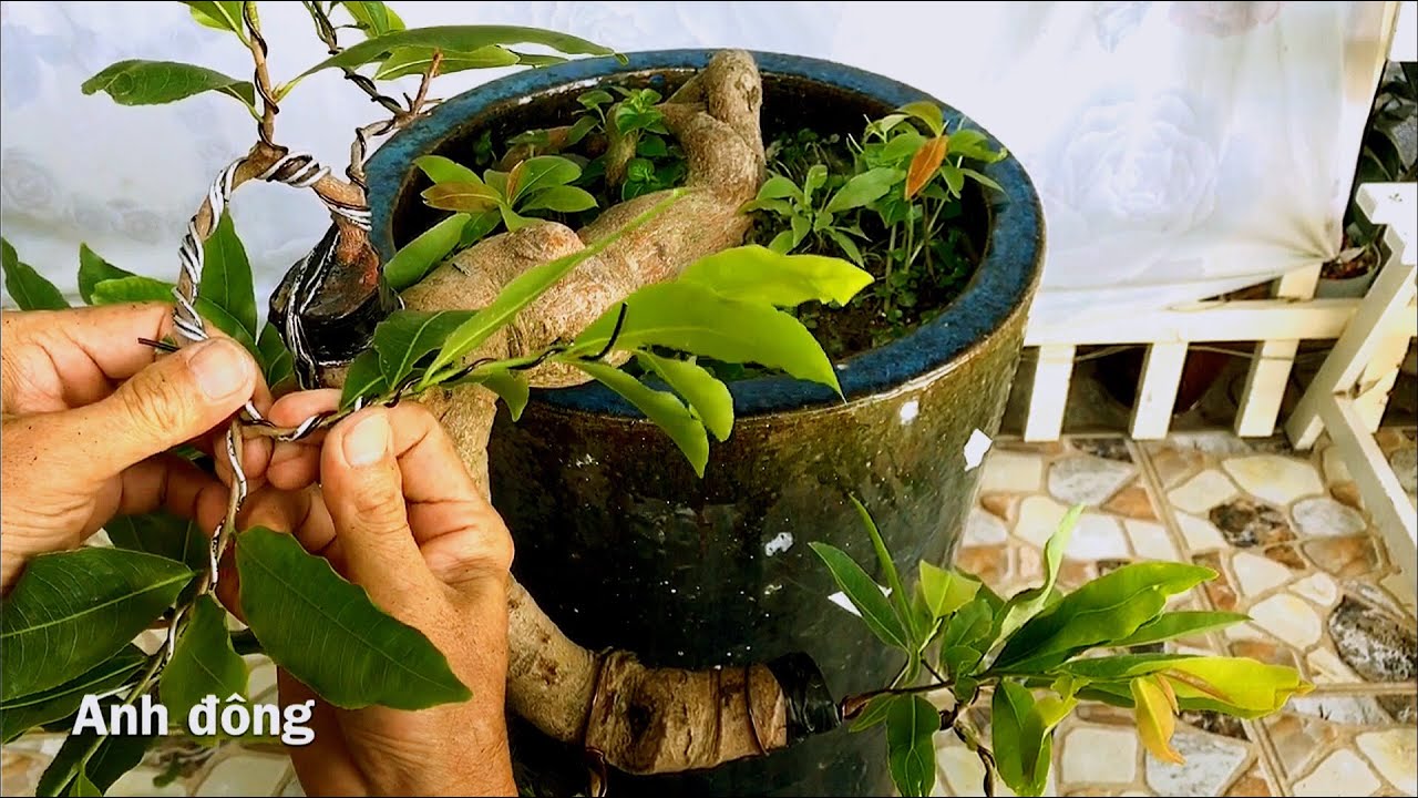 Làm mới lại cây mai bonsai