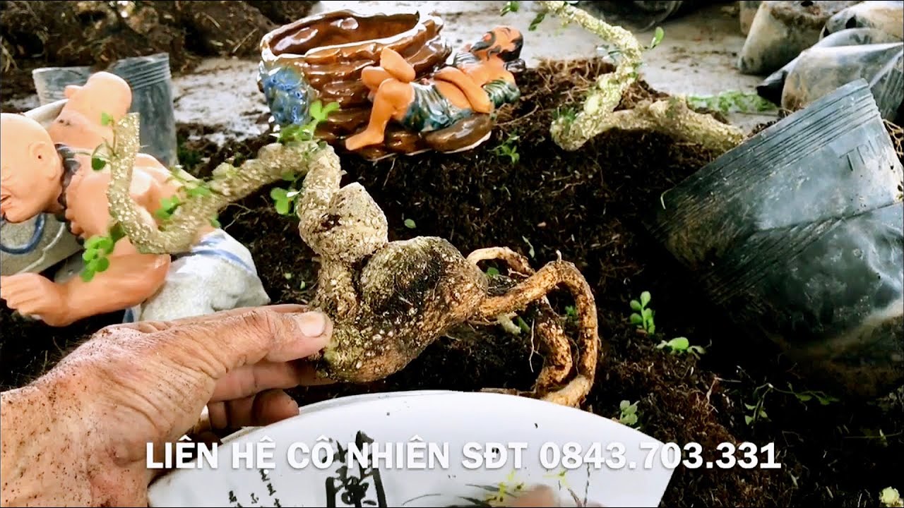 Lô cần thăng nhiều cách chơi bonsai