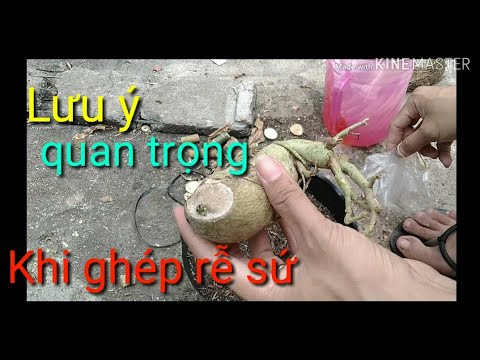 🌺Lưu Ý Quan Trọng Khi Ghép Rễ Sứ | grafting adenium ( root )