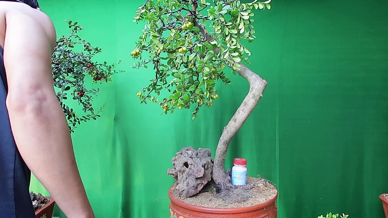 (MS:131) Sam Núi, Hải Châu BonSai - Bình Định (15/7/20) ĐT:0976288363