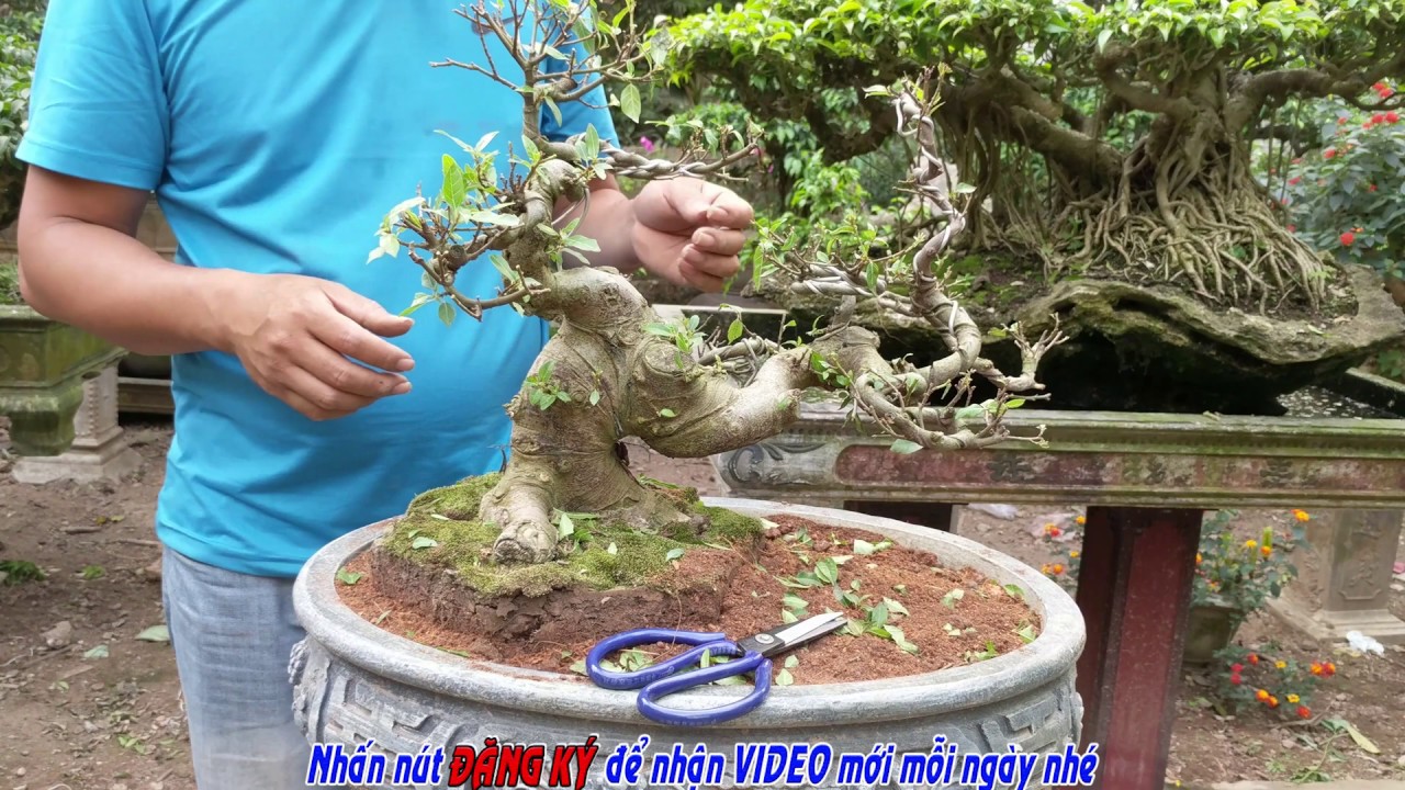 MUA 500K CÂY SUNG NẾP CẮT DỌN NẠI KHÁC TRẢ 700K PURCHASE 500K FRESH PLANT CUTTING OTHER CUTTING700K