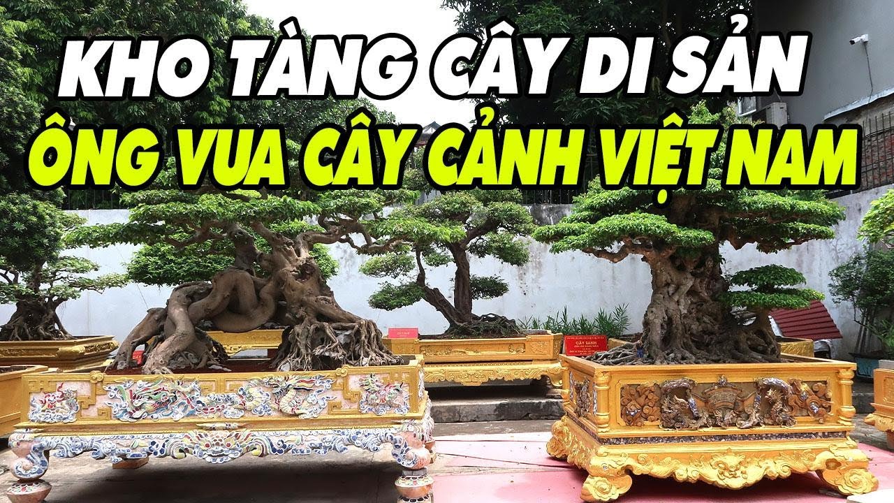 Mãn nhãn vườn cây Di Sản của ông vua cây cảnh Việt Nam