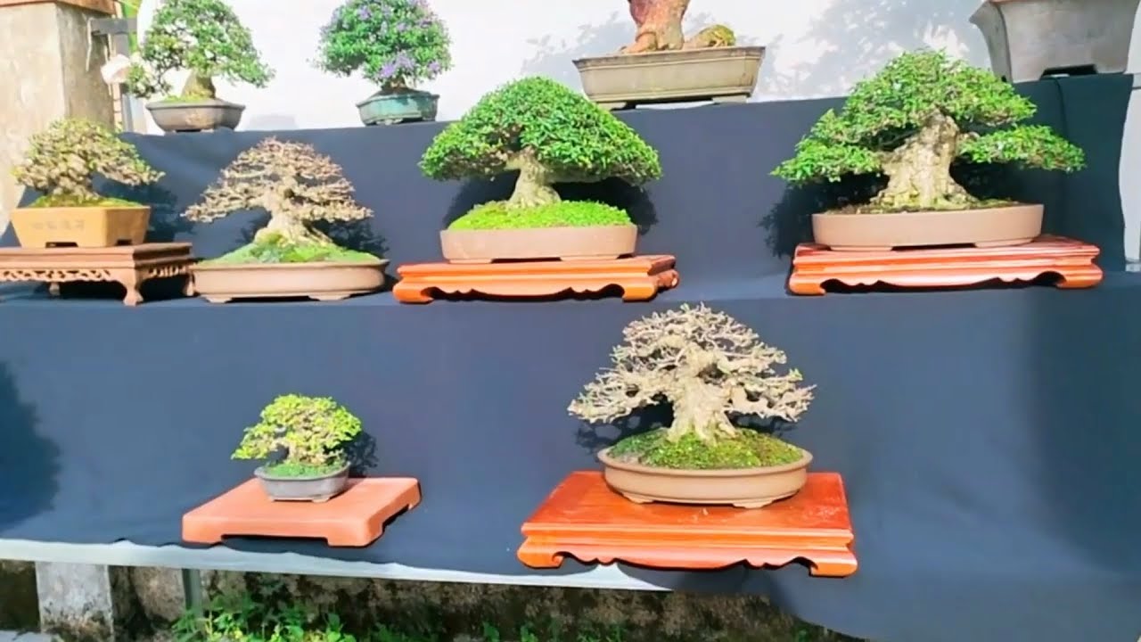 Một bộ sưu tập Bonsai đáng mơ ước cuối năm của nghệ nhân Bình Dương