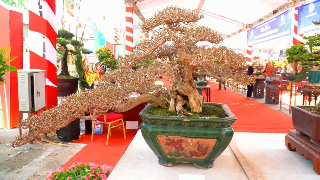 Một cuộc triển lãm bonsai cuối năm đang diễn ra ở Hà Nội || Phần 1