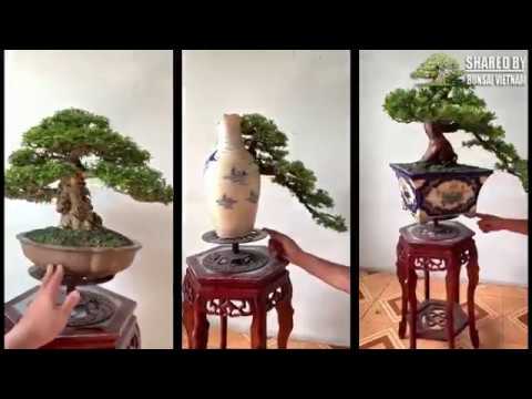 Một số tác phẩm Bonsai của nghệ nhân Sài Gòn 2019