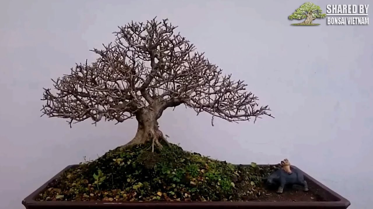 Một số tác phẩm Bonsai mini của nghệ nhân trẻ