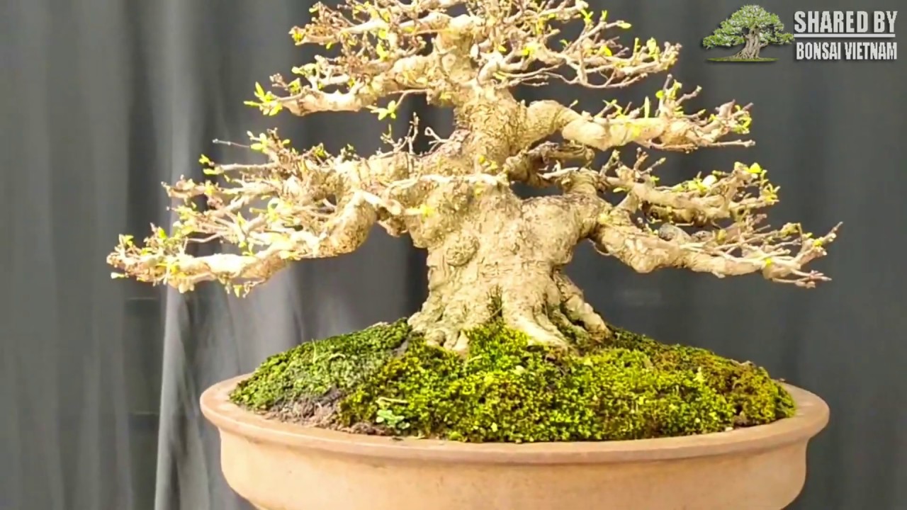 Một số tác phẩm bonsai Vietnam đang giao lưu 2020 || #1