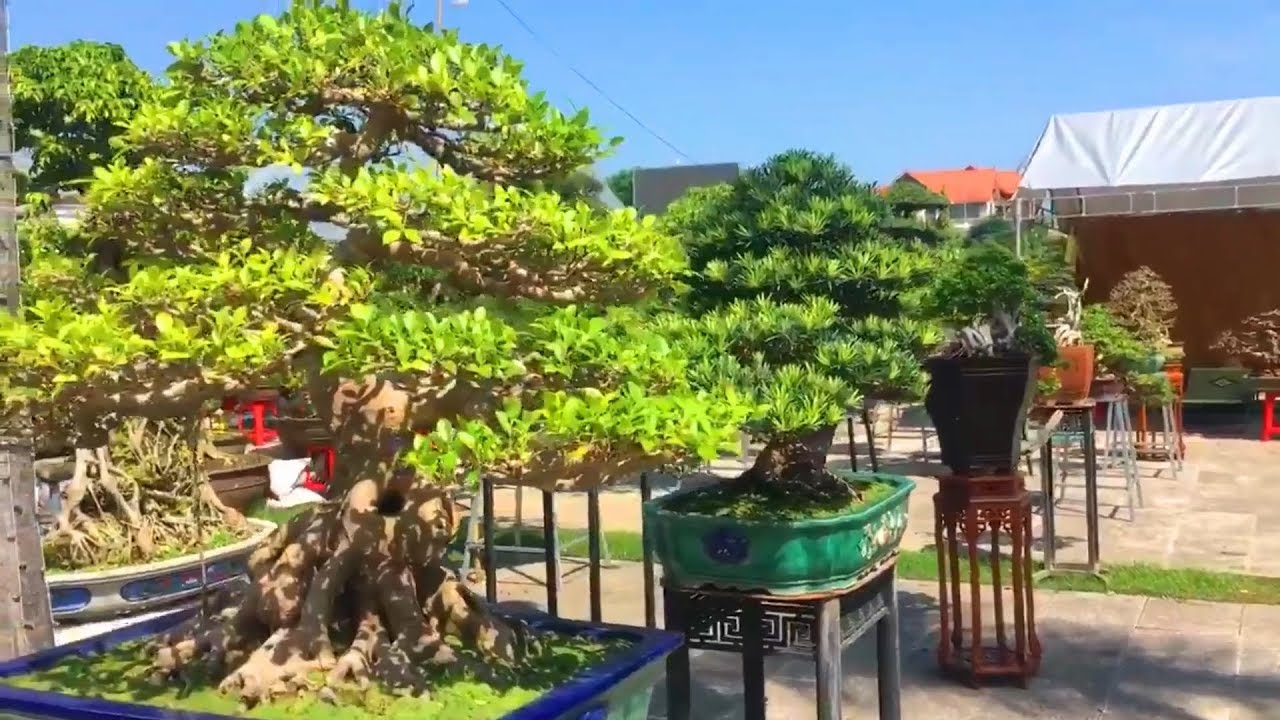 Một số tác phẩm đẹp tại Festival Bonsai ở Thanh Hóa 2019