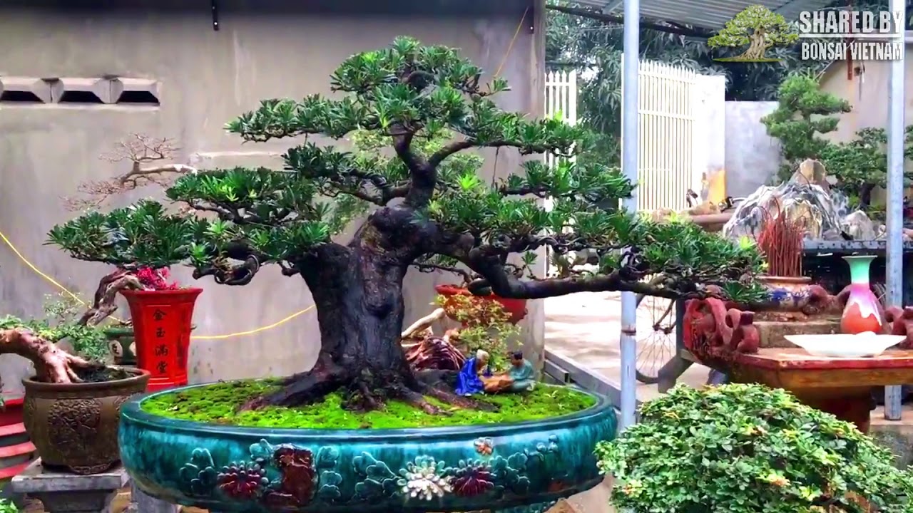 Một vườn Bonsai Việt đẳng cấp khai Xuân || Beautiful bonsai garden 2019