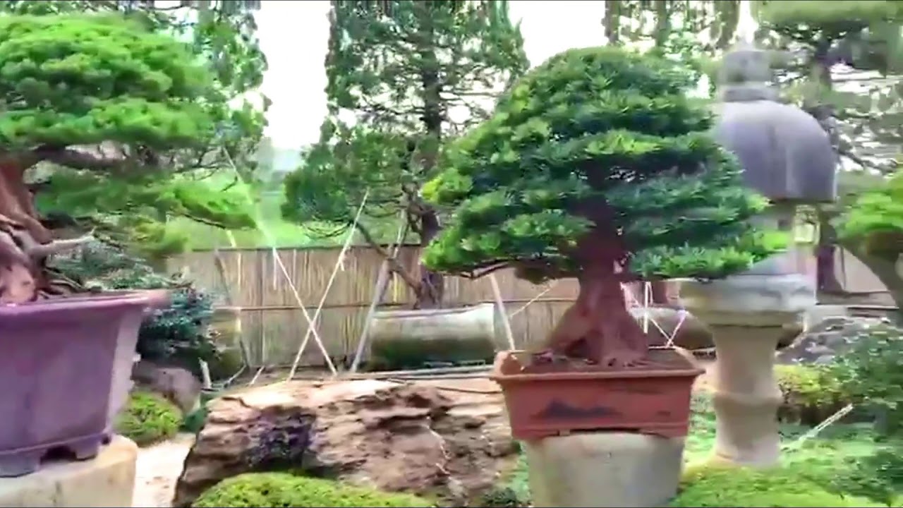 Một vườn Tùng Bonsai của Đài Loan sẽ như thế này