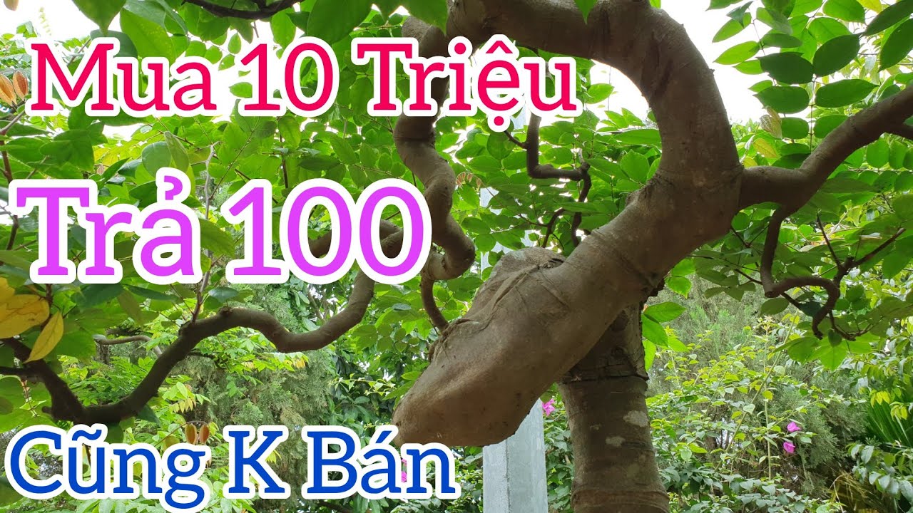 Mua 10 triệu cây Ổi khách trả 100 triệu k bán. Ông chủ chưa có ý định gl những tp trong vườn.