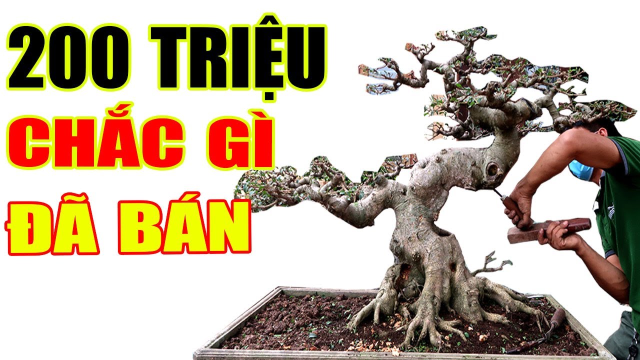 Mua 50 triệu, nhờ thợ về làm sau 9 tháng trả 200 triệu chắc gì chủ cây đã bán