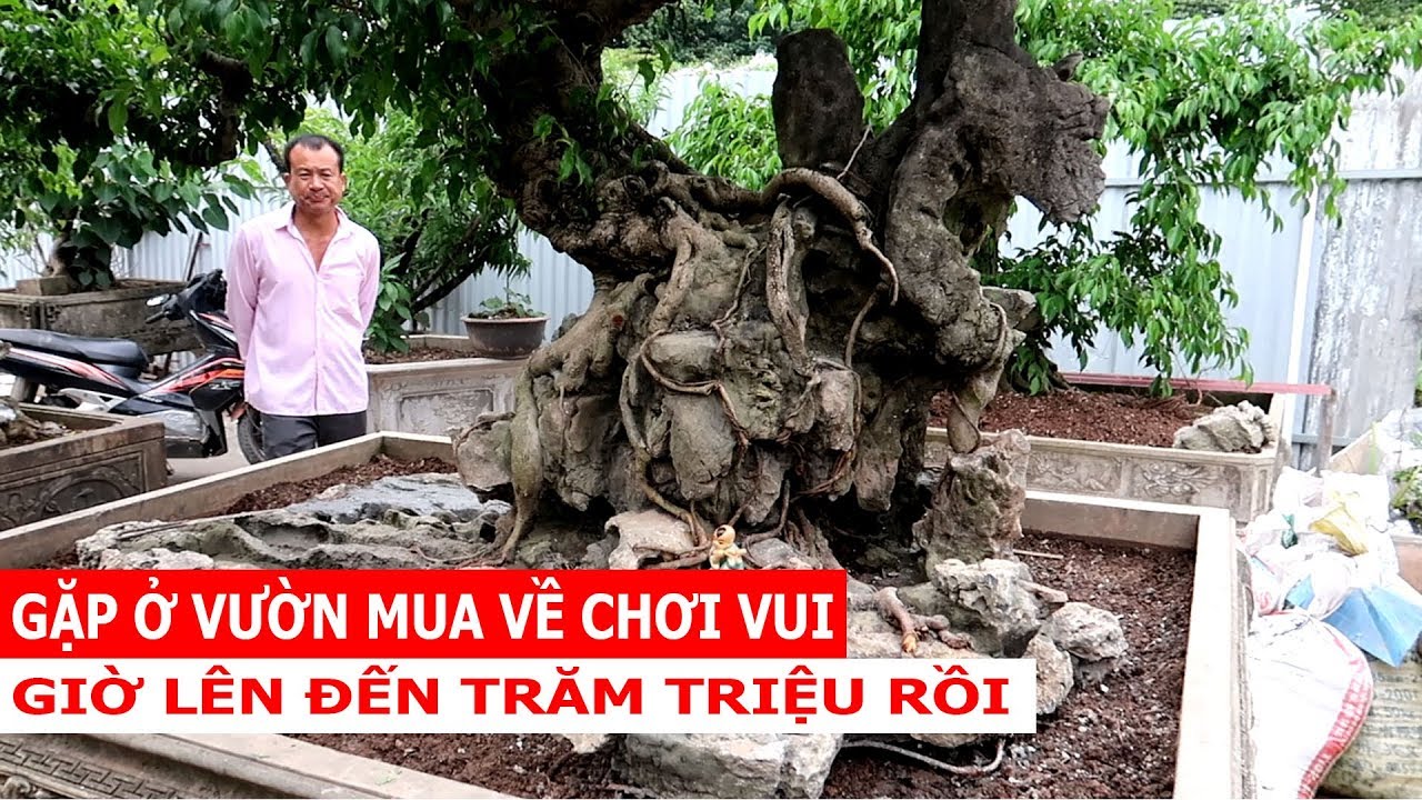 Mua về chơi vui thôi mà không ngờ giờ lên trăm triệu các bác ơi