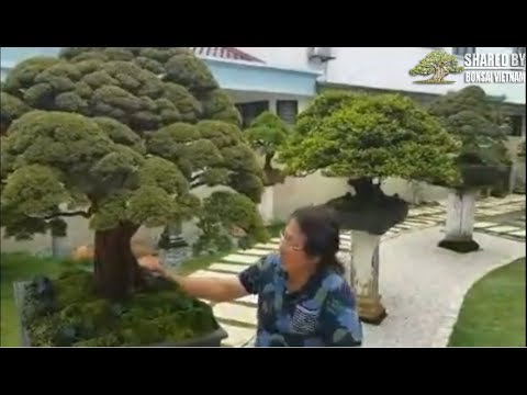 NGẮM BỘ SƯU TẬP BONSAI CỦA MỘT ĐẠI GIA ĐÀI LOAN