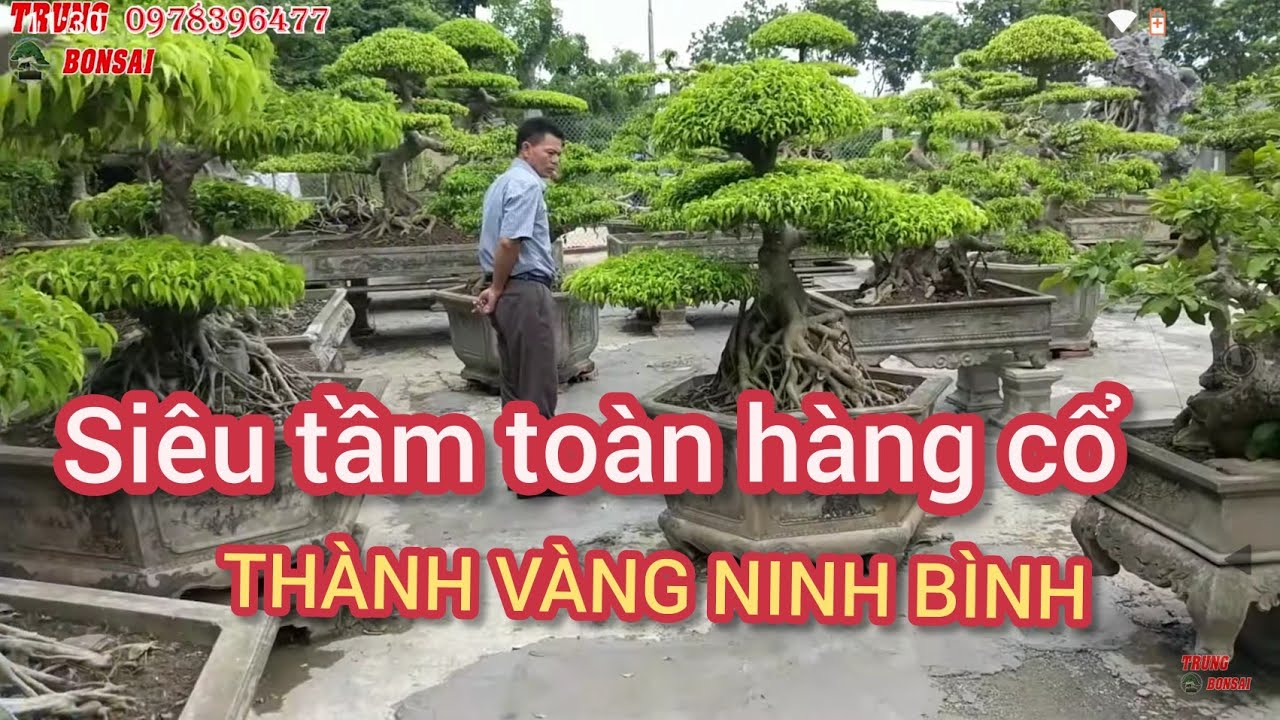 NHỮNG CÂY XANH CỔ HƠN 1 TỶ VANG BÓNG 1THỜI  ĐƯỢC ANH THÀNH VÀNG NINH BÌNH LƯU GIỮ