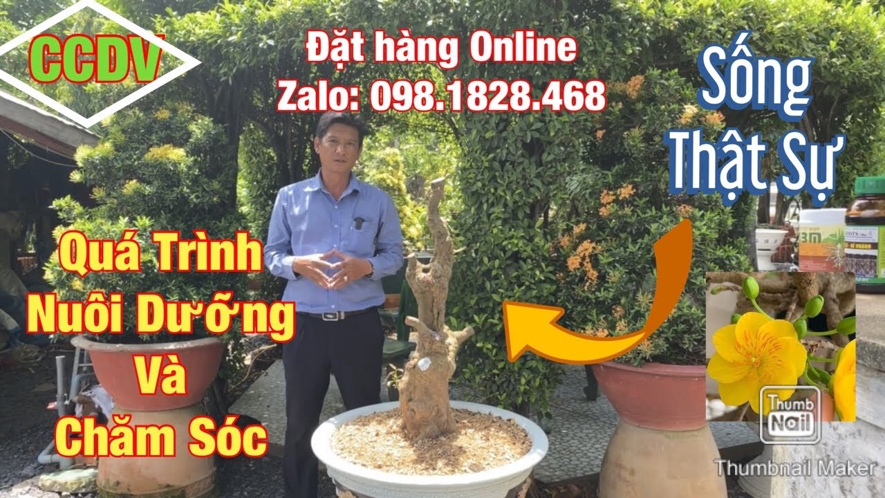 Năm Bước Quan Trọng Nuôi Dưỡng Cây Mai Phôi Cho Đến Khi Sống Thật Sự ||CCDV.